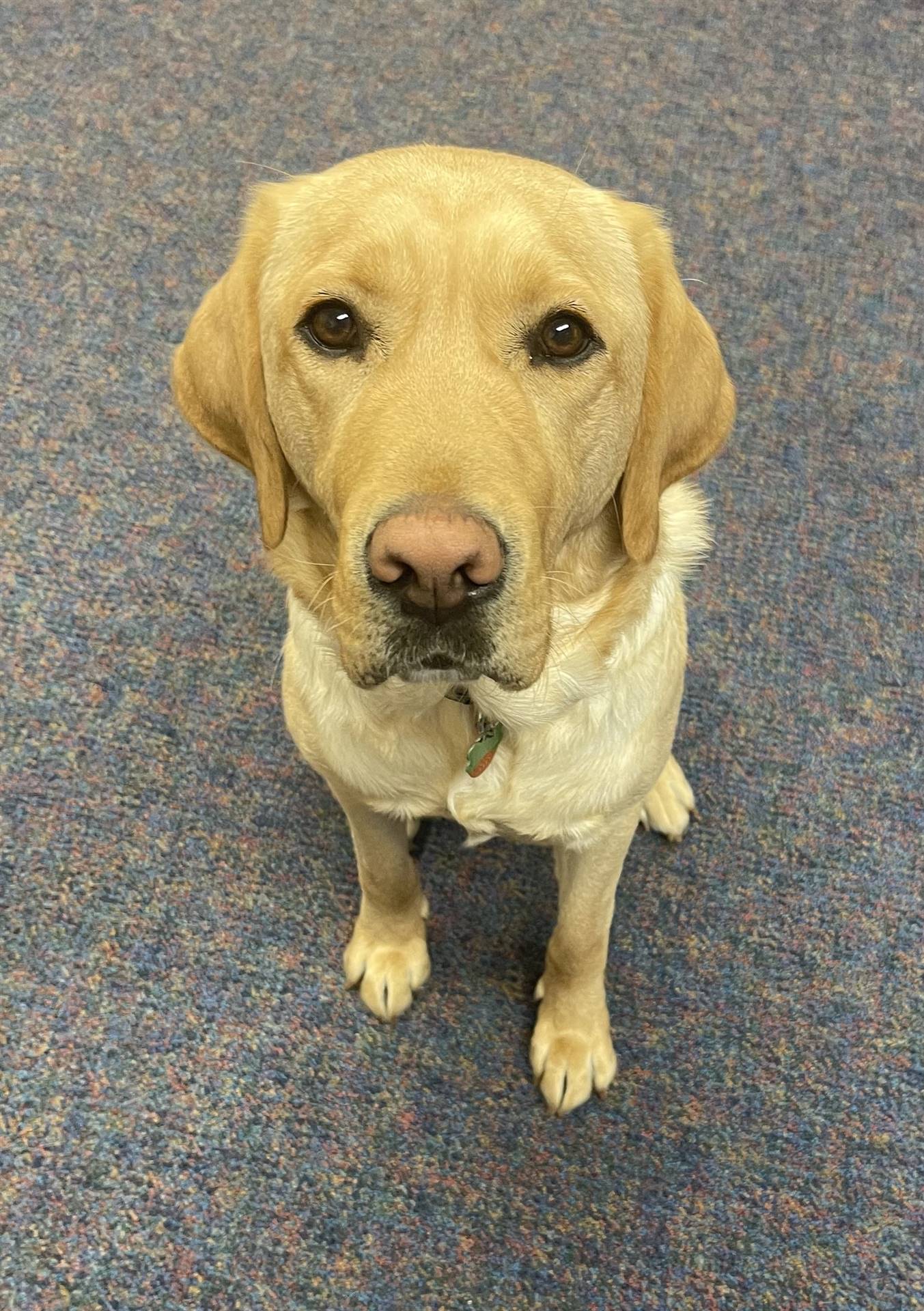 Taft, Facility Dog